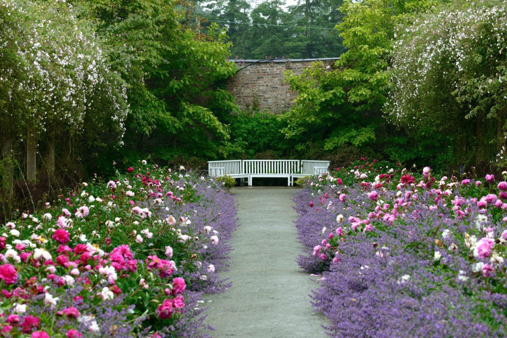 Double herbaceous peony border,peony,peonies,paeonia,nepeta,delphinium,rosa pauls himalayan musk,rambling rose,rose swag,rose swags,path,pathway,mount