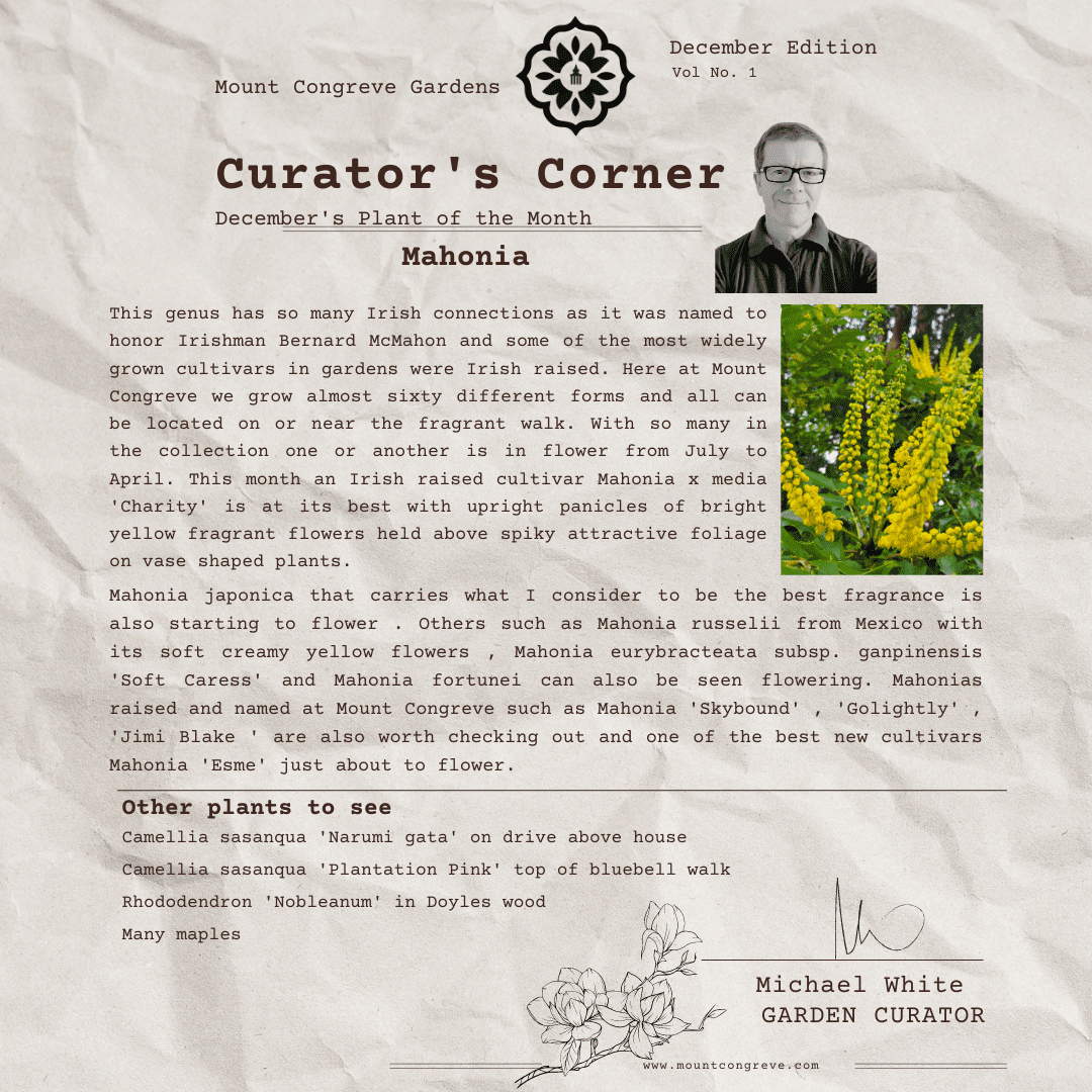 Curator’s Corner – December Edition