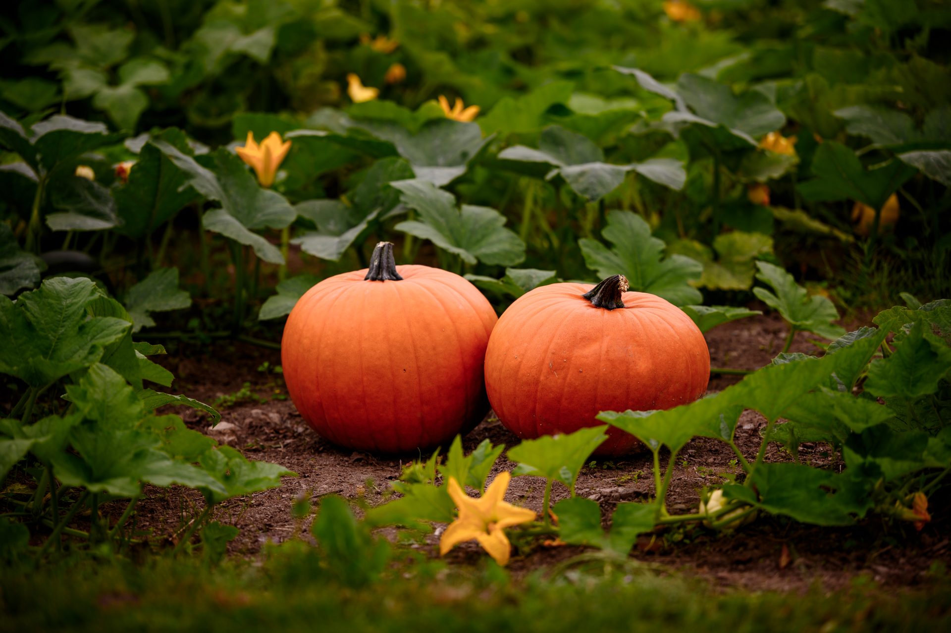 Halloween 2024 Trail & Pumpkin Picking!