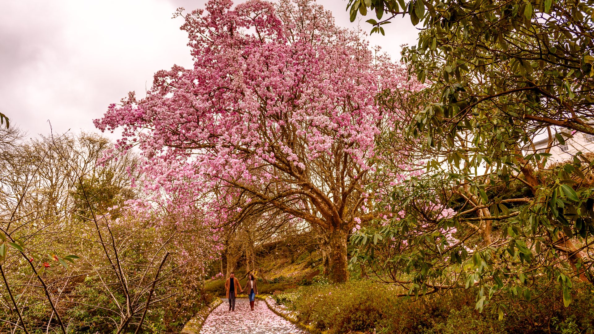 Magnolias in Bloom: Why Mount Congreve Gardens is a Must-See in March