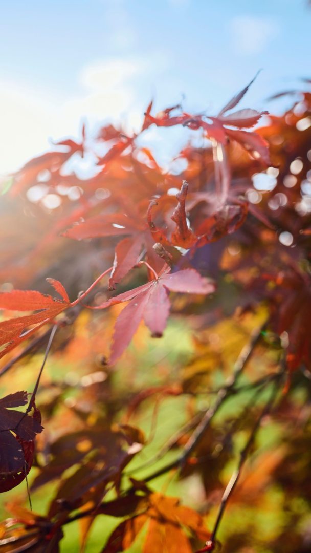 Leaf Peeping