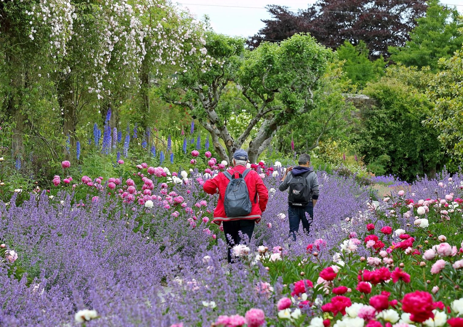 The Peony Walk: A Bloom You’ll Never Forget