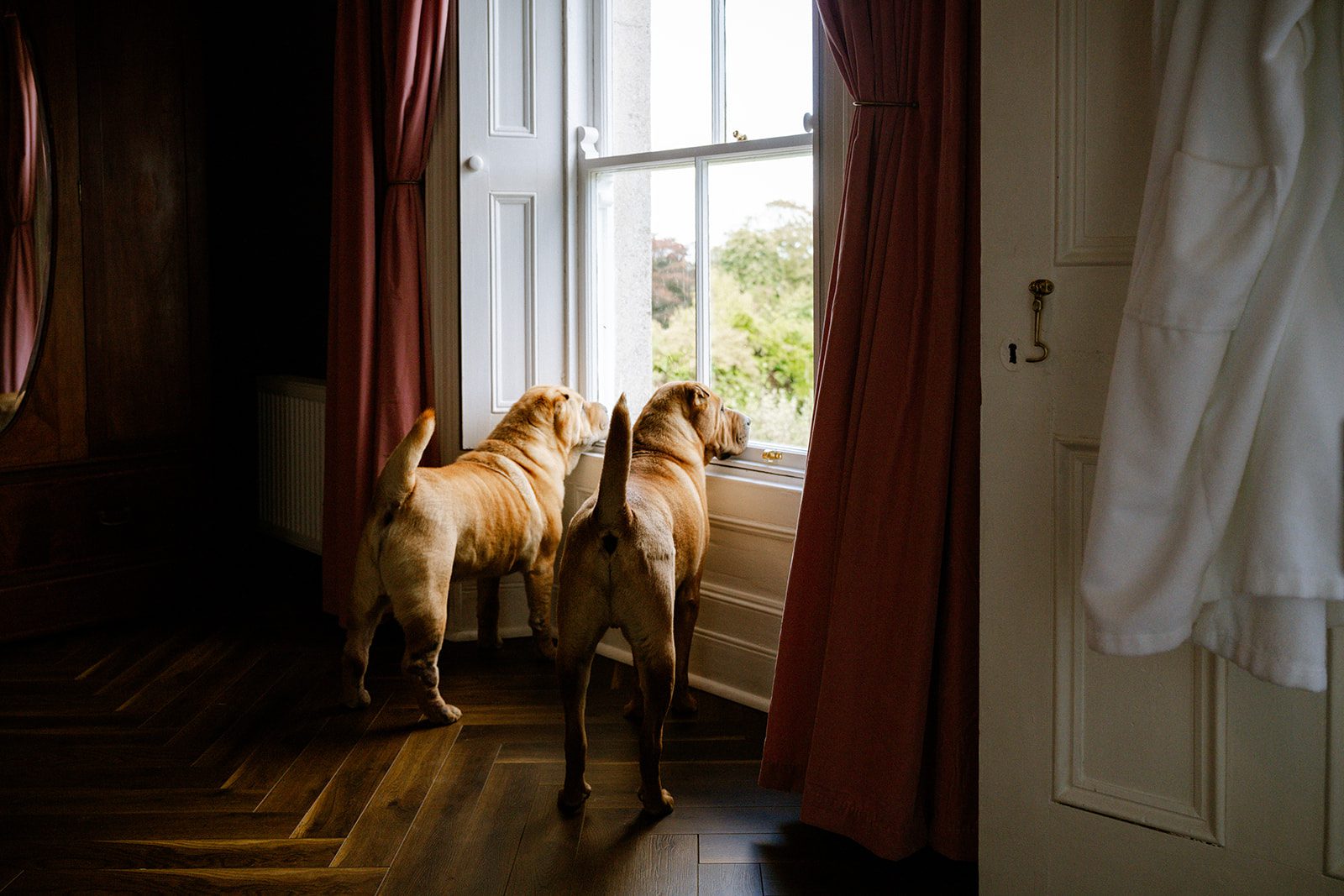 A Dog-Friendly Escape to Mount Congreve Gardens