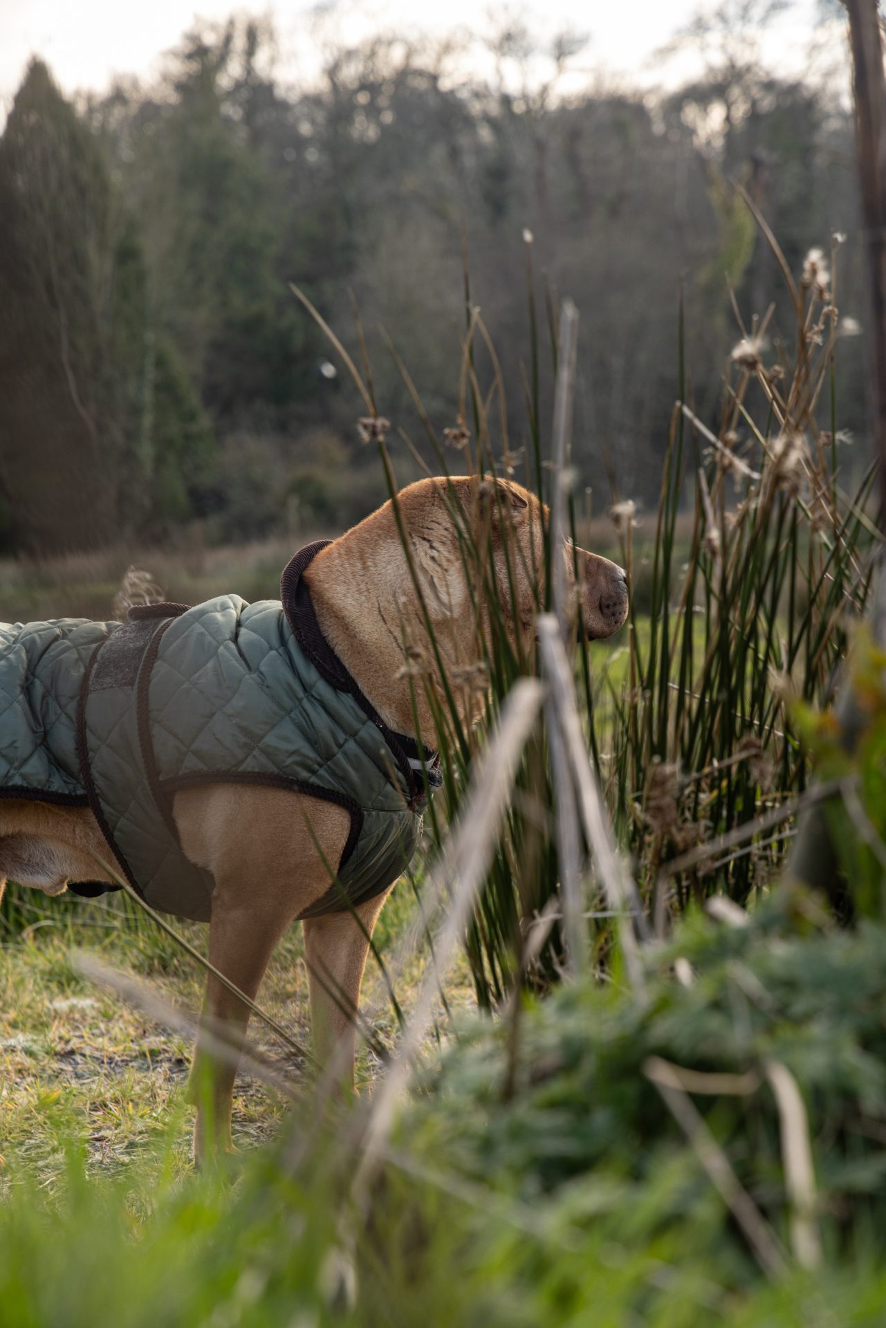 A Dog-Friendly Escape to Mount Congreve Gardens