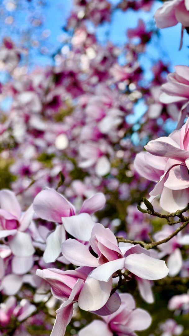 In My Father’s Footsteps