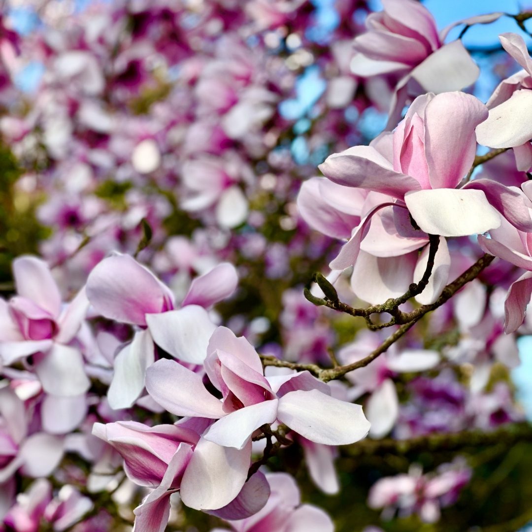 In My Father’s Footsteps - A Magnolia Afternoon with Elmer Dool